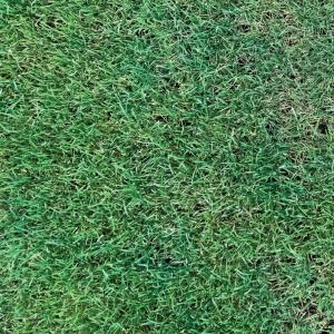 センチピードグラス 種子 1kg 楽天市場】センチピートグラス 種子 芝の種 緑化用 紅大貿易