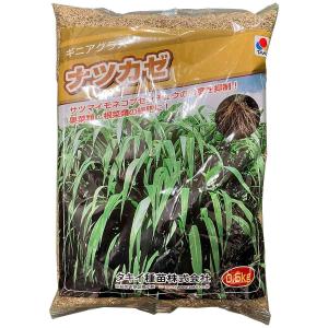 ギニアグラス ナツカゼ 0.5kg タキイ種苗 緑肥 種子 牧草 種子 センチュウ 密度抑制 早生 緑肥 種子 緑肥の種 緑肥の種子 緑肥作物 種子