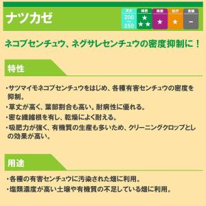 ギニアグラス ナツカゼ 0.5kg タキイ種苗...の詳細画像1