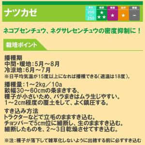 ギニアグラス ナツカゼ 0.5kg タキイ種苗...の詳細画像2