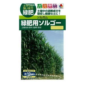【メール便対応】【タキイ種苗】【緑肥】ソルガム 緑肥用ソルゴー[BSG558] 60ml入(10平方メートル撒けます)
