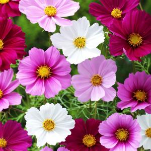花の種 景観用 コスモス センセーション 混合 10kg (1kg×10袋
