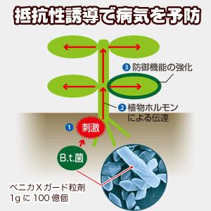 ベニカXガード粒剤 550g KINCHO園芸...の詳細画像3