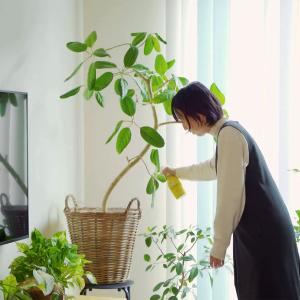 殺虫剤 MY PLANTS コバエを退治するミ...の詳細画像5