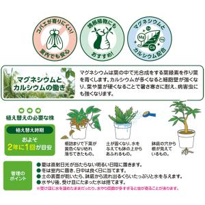 観葉植物 土 三つ星 室内観葉植物の土 10L...の詳細画像1