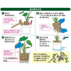 観葉植物 土 三つ星 室内観葉植物の土 10L...の詳細画像2