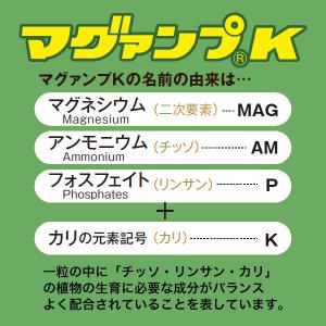 【New Roses 書籍付 先着順なくなり次...の詳細画像1