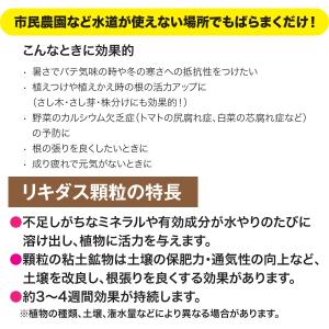 【New Roses 書籍付 先着順なくなり次...の詳細画像2