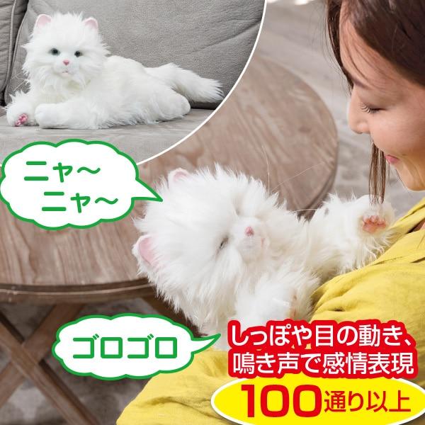 あまえんぼう子ねこちゃん