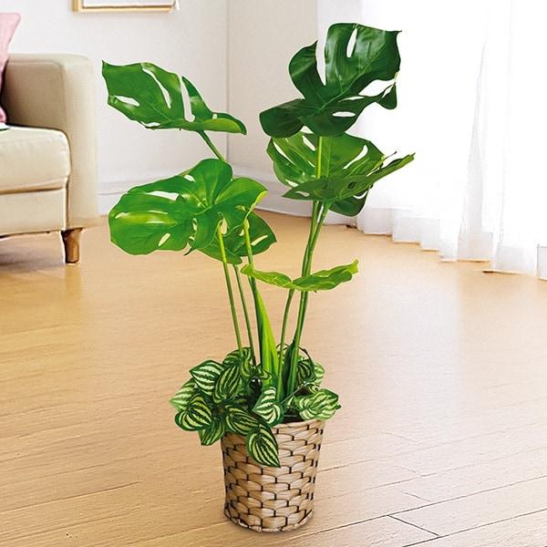 お手軽観葉植物 モンステラ