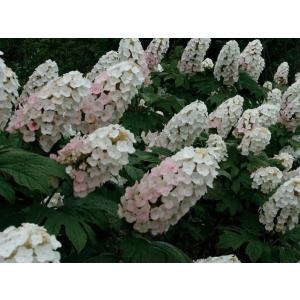 カシワバアジサイ 苗 花 ガーデニング の商品一覧 通販 Yahoo ショッピング