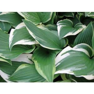 ギボウシ ホスタ 黄斑 数量限定 大人気品種 大株 7号 人気品種