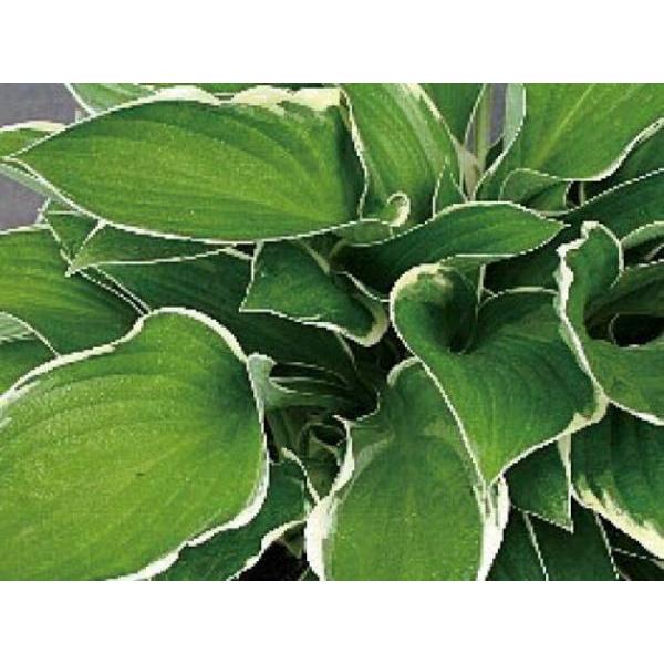 ギボウシ（擬宝珠）ホスタ・ノースヒルズ（大株） 外斑入り 植木 庭木 多年草