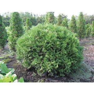 ヒバ コニファー 針葉樹 の商品一覧 苗木 植木 花 ガーデニング 通販 Yahoo ショッピング