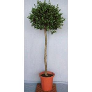 ヤマボウシ(山法師)・ホンコンエンシス 常緑 紅葉 食用可 果実 シンボルツリー 記念樹 植木 庭木 苗木 花木 SALE，最新作 ヤマボウシ(山法師)・ホンコンエンシス 常緑 紅葉 食用可 果実 シンボルツリー 記念樹 植木 庭木 苗木 花木