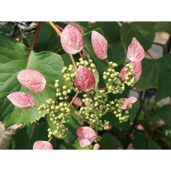 緑のカーテン ツル性植物 イワガラミ（岩絡み）・ロゼウム（大株） 薄桃色花 落葉 つる性低木