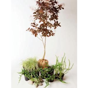 シックモダン 日なた セットアップガーデン 植木 苗 庭木 セット商品