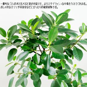 送料無料 観葉植物 フランスゴムの木幹曲り8号...の詳細画像3
