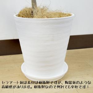 送料無料 観葉植物 フランスゴムの木幹曲り8号...の詳細画像4