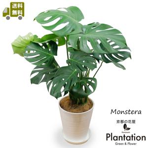 送料無料　観葉植物　モンステラ8号　人気のホワイトセラアート鉢　立て札＆メッセージカード無料　