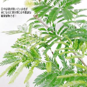 送料無料 観葉植物 エバーフレッシュ8号セラアート鉢の詳細画像3
