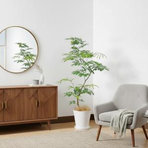 送料無料 観葉植物 エバーフレッシュ8号セラアート鉢の詳細画像1