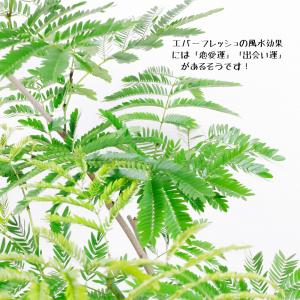 送料無料 観葉植物 エバーフレッシュ8号セラアート鉢の詳細画像4