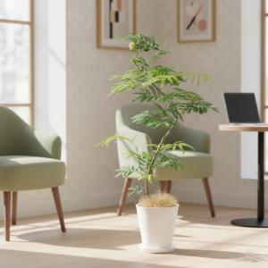 送料無料 観葉植物 エバーフレッシュ8号セラアート鉢の詳細画像2