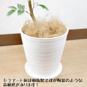 送料無料 観葉植物 エバーフレッシュ8号セラアート鉢の詳細画像5