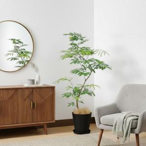 送料無料 観葉植物 エバーフレッシュ8号 ブラ...の詳細画像1