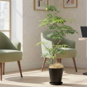 送料無料 観葉植物 エバーフレッシュ8号 ブラ...の詳細画像2