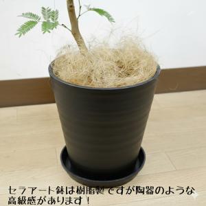 送料無料 観葉植物 エバーフレッシュ8号 ブラ...の詳細画像5