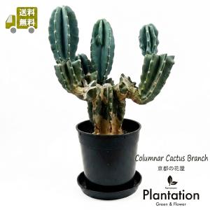 【現品】送料無料 柱サボテン ブランチ 7号　NO.2 黒鉢 受け皿付 観葉植物 おしゃれ カクタス 珍しい 樹形 個性的 インテリアグリーン 男前インテリア ギフト