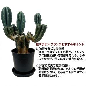 【現品】送料無料 柱サボテン ブランチ 7号 ...の詳細画像1