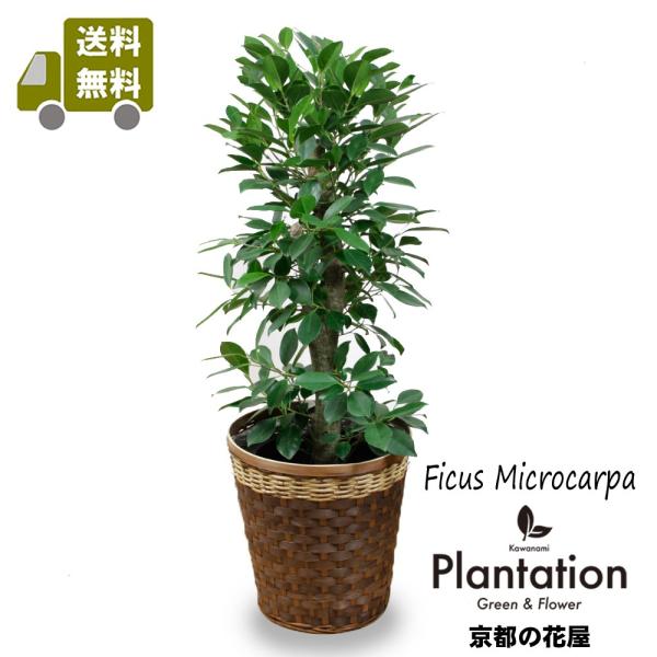 送料無料　観葉植物　ガジュマル８号　鉢カバー付　立て札＆メッセージカード無料 ラッピングも無料