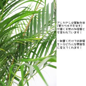 送料無料 観葉植物 アレカヤシ10号 南国気分...の詳細画像3