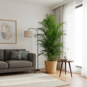 送料無料 観葉植物 アレカヤシ10号 南国気分...の詳細画像2