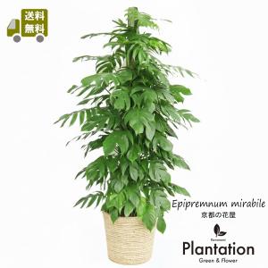 セローム 8号 観葉植物 フィロデンドロン 大鉢 鉢植え 販売 苗 苗木
