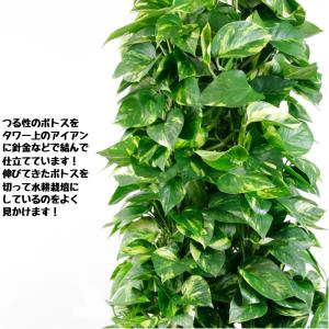 観葉植物 タワーポトス10号 立て札、メッセー...の詳細画像3