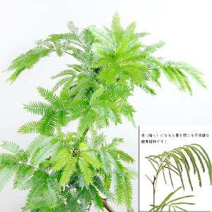 送料無料 観葉植物 エバーフレッシュ8号 立て...の詳細画像2