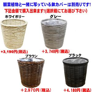 送料無料 観葉植物 エバーフレッシュ8号 立て...の詳細画像3