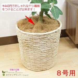 送料無料 観葉植物 エバーフレッシュ8号 立て...の詳細画像4