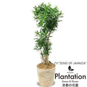 観葉植物 おしゃれ 室内 育てやすい プレゼント 観葉植物