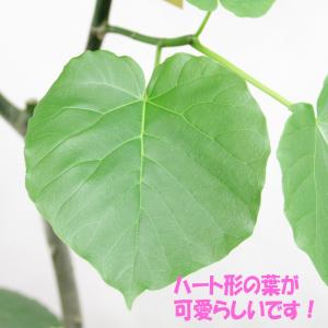 送料無料! 観葉植物 人気のウンベラータ10号...の詳細画像1