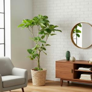 送料無料! 観葉植物 人気のウンベラータ10号...の詳細画像2