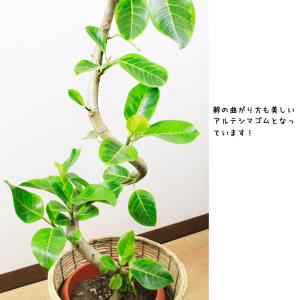 【送料無料】観葉植物 アルテシマゴムの木幹曲り...の詳細画像3