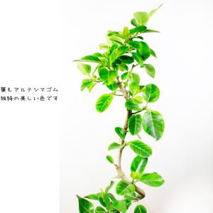 【送料無料】観葉植物 アルテシマゴムの木幹曲り...の詳細画像4