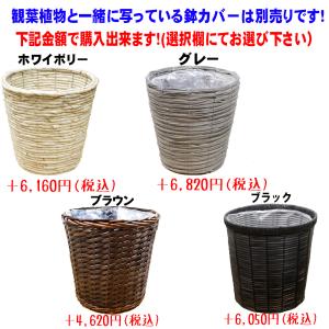 【送料無料】観葉植物 アルテシマゴムの木幹曲り...の詳細画像5