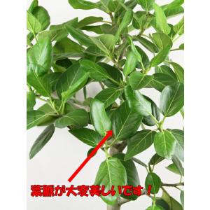 送料無料 観葉植物 フィカス ベンガレンシス幹...の詳細画像3