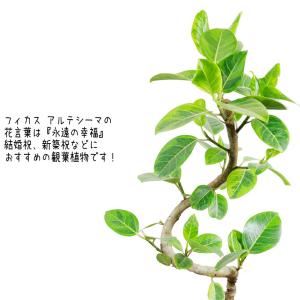 送料無料 観葉植物 アルテシーマゴムの木幹曲り...の詳細画像3